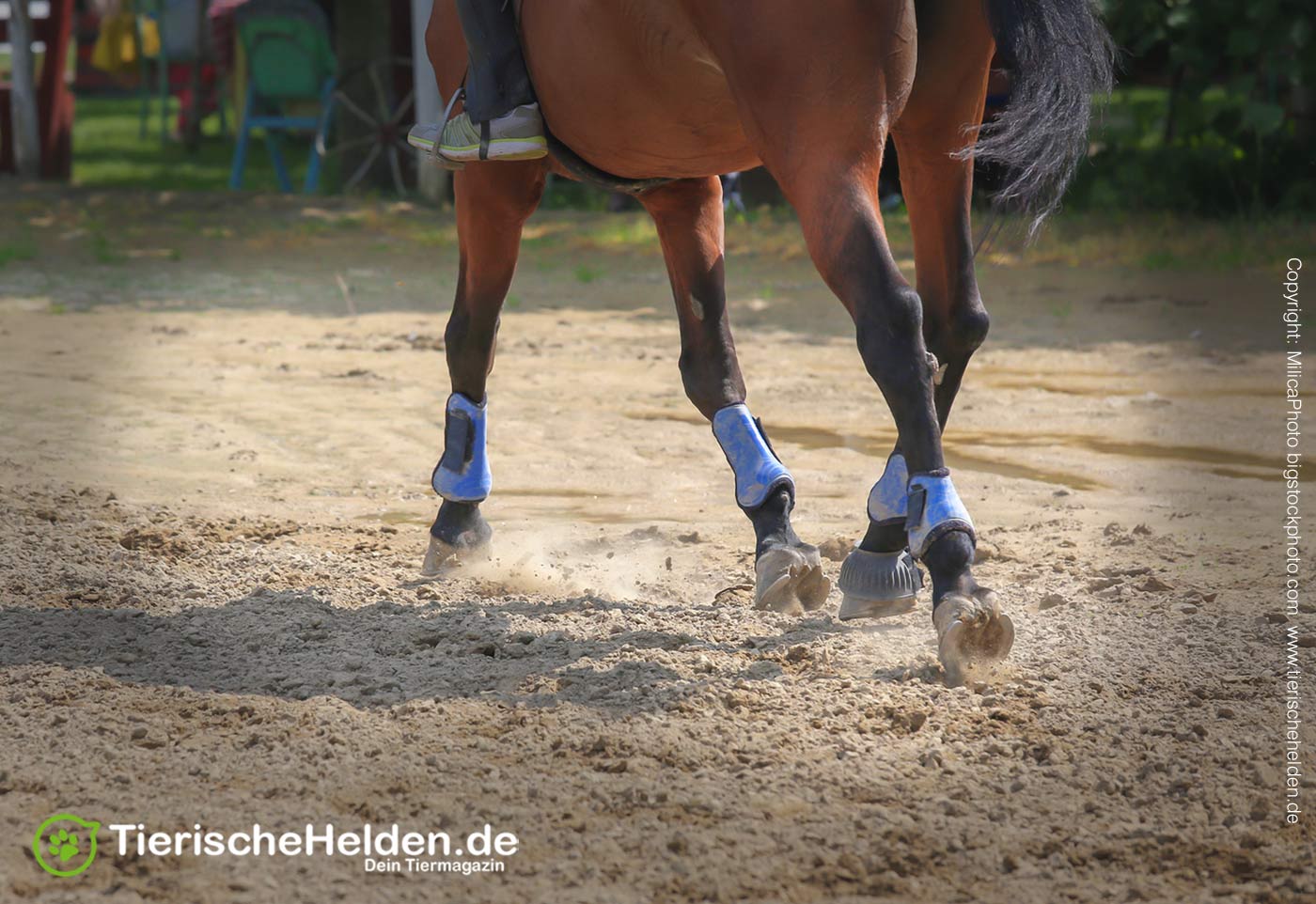 Wie viel Auslauf braucht ein Pferd?