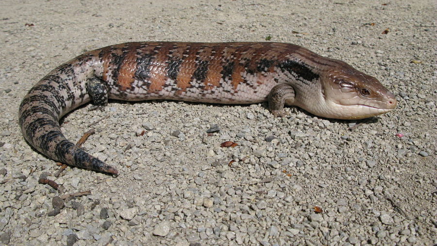 Blauzungenskink - Steckbrief, Haltung, Pflege 4