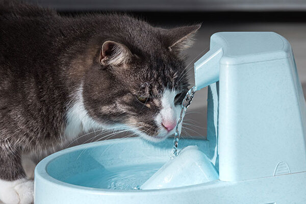 Die besten Trinkbrunnen für Katzen