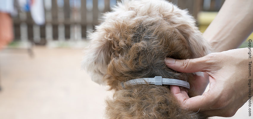 Arten von Zeckenhalsbändern für Hunde