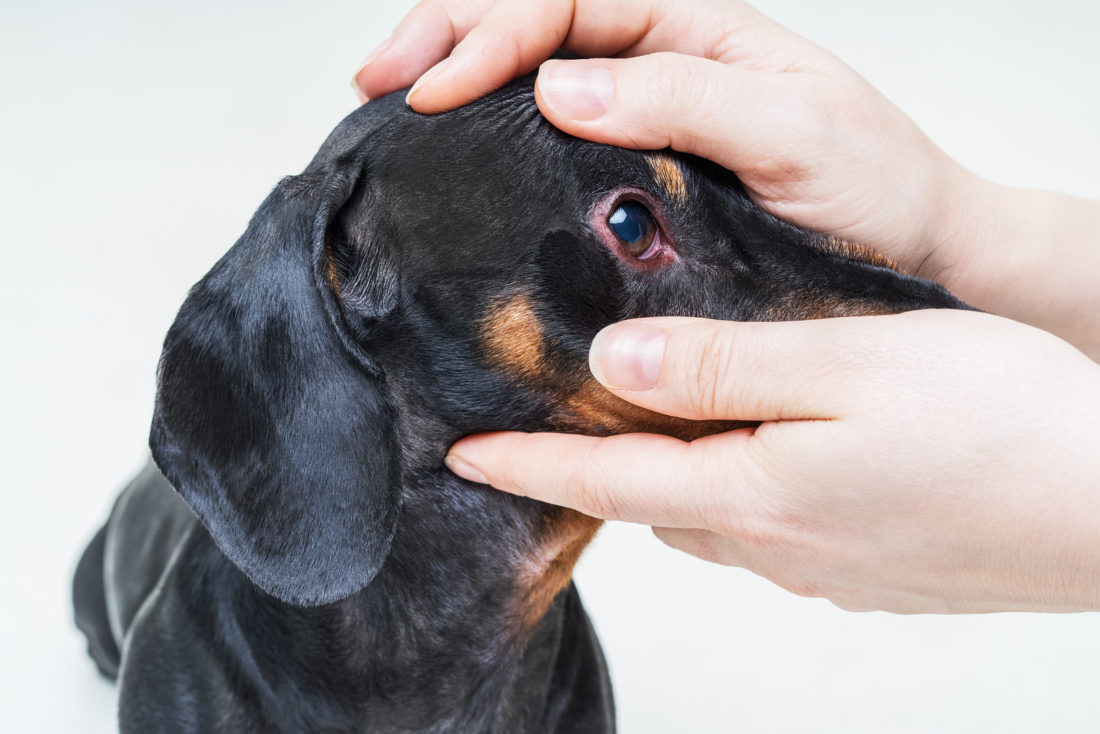 Augenausfluss beim Hund: Ursachen und Behandlung