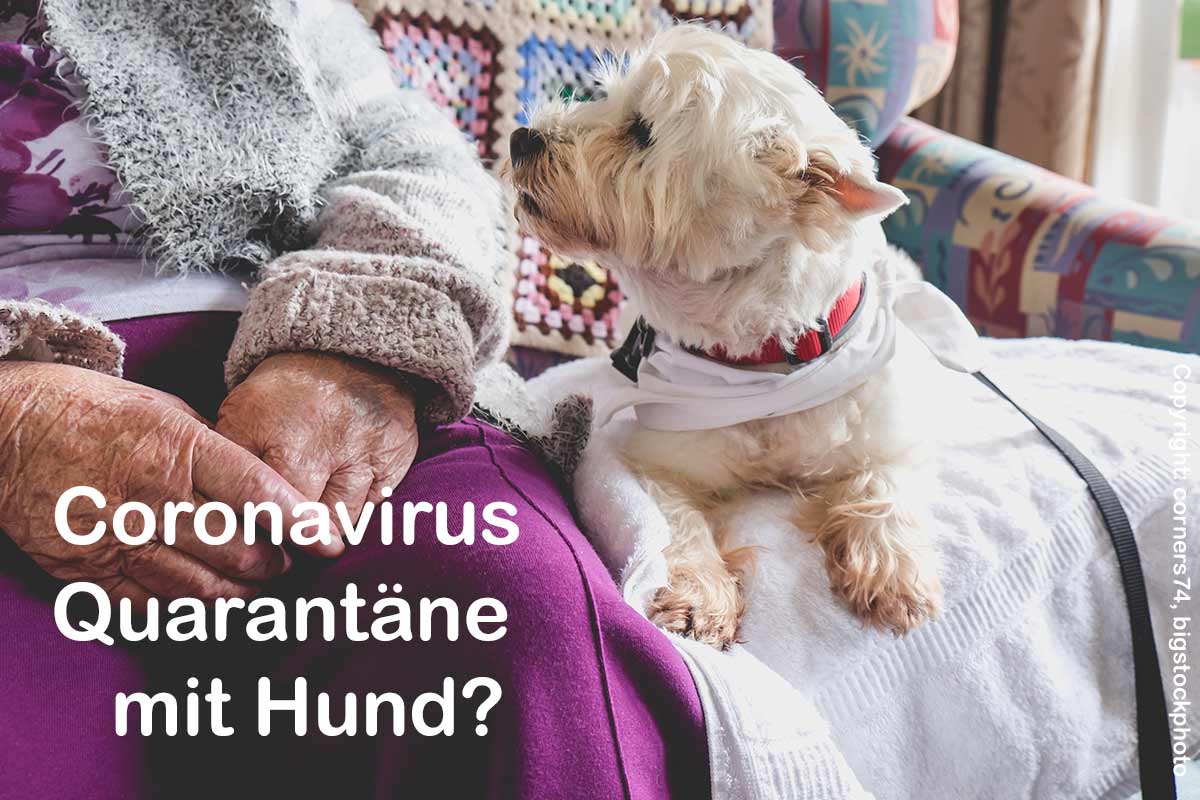 Quarantäne mit Hund – Sars-CoV-2 und die Coronavirus Infektion