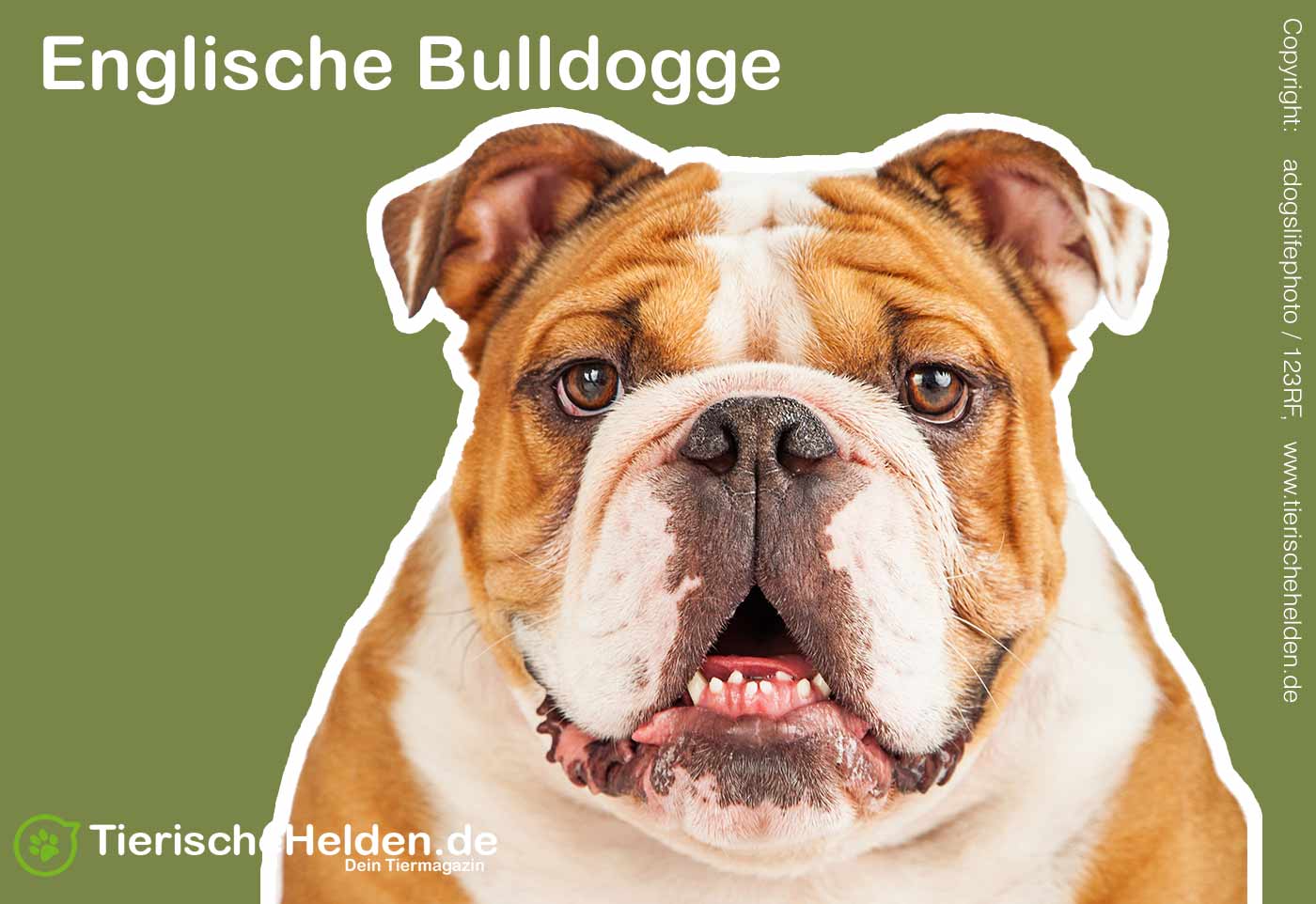 Englischen Bulldogge