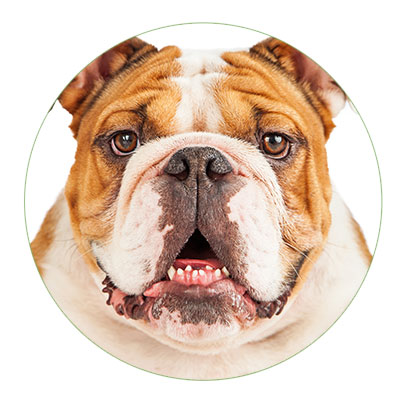 Englischen Bulldogge