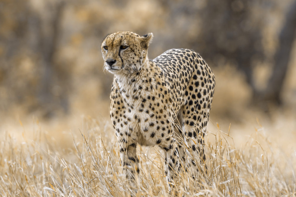 Systematik der Katzen Familie (Felidae) 4 Gepard