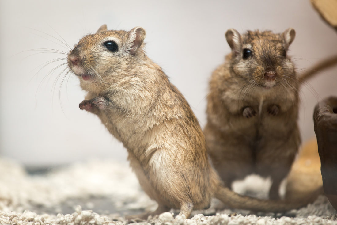 Mongolische Wüstenrennmaus Haltung im Käfig