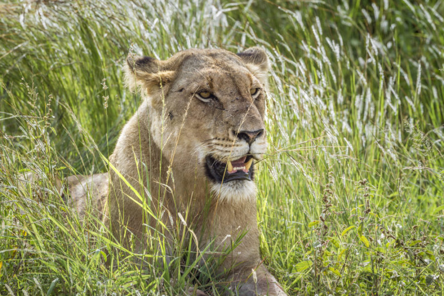 Systematik der Katzen Familie (Felidae) 5 Afrikanisches Löwin