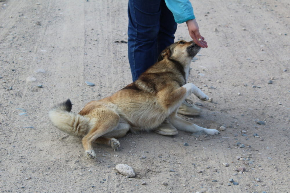 Aktive Unterwerfung beim Hund – Körpersignale verstehen