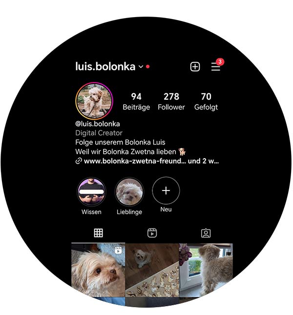 Mit deinem Hund auf TikTok Geld verdienen 1