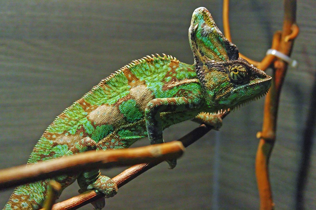 Die beliebtesten Chamäleon Arten auf einen Blick 3 Jemenchamäleon, Chamaeleo calytratus
