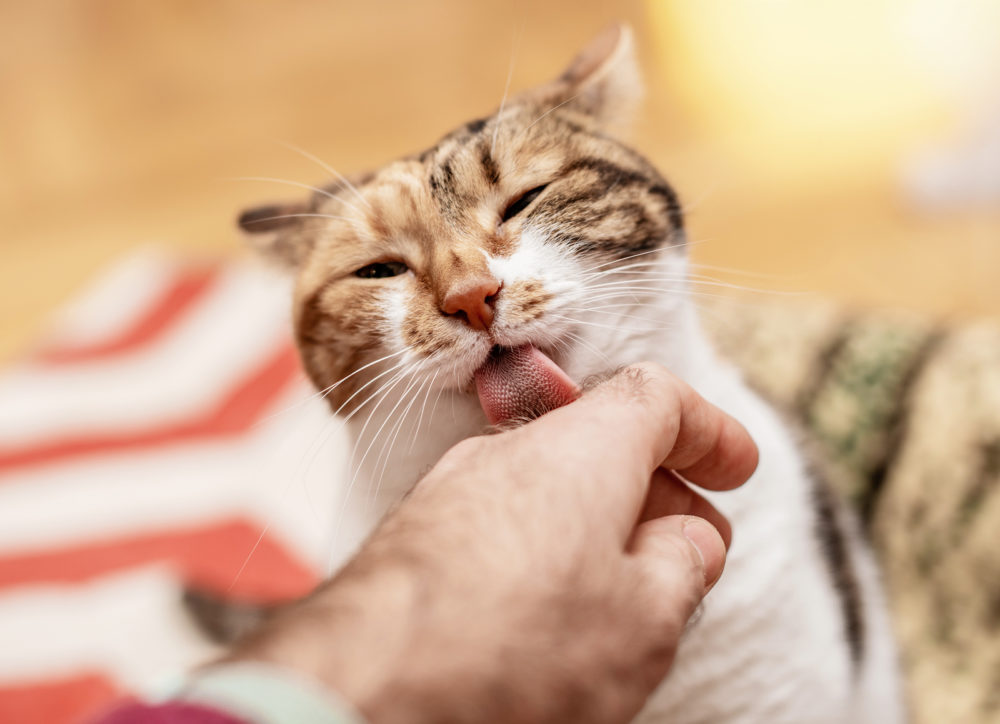 Warum leckt meine Katze mich ab?