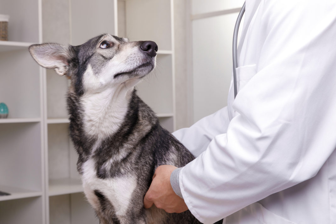 MagenDarmInfekt beim Hund » Tierischehelden