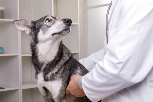 MagenDarmInfekt beim Hund » Tierischehelden