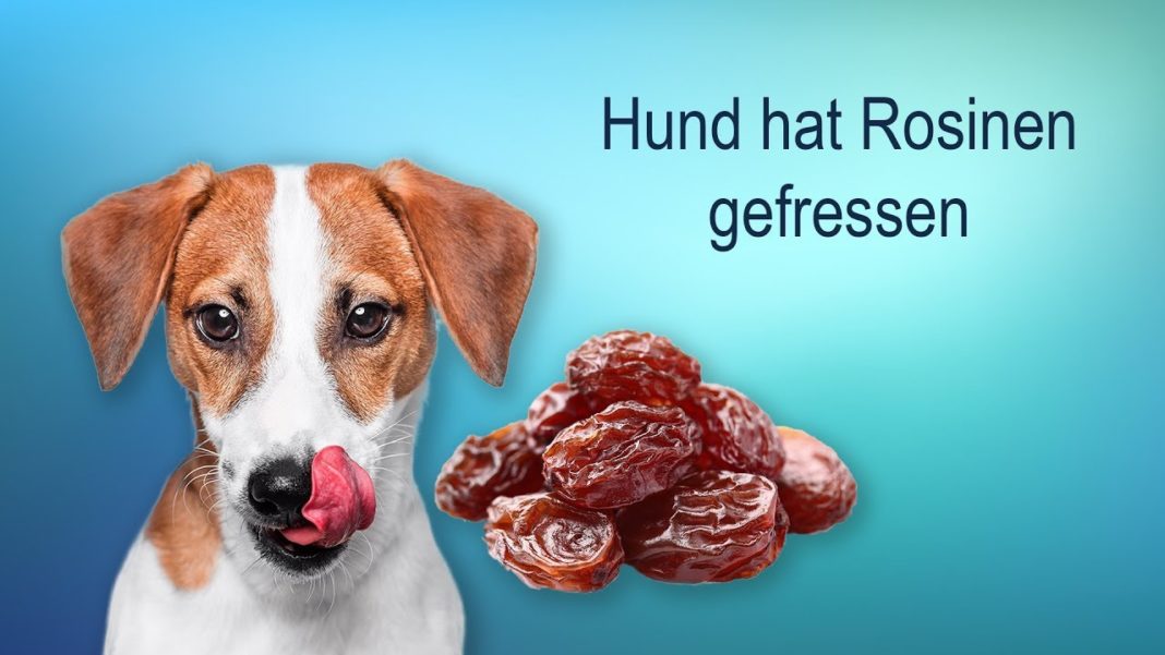 Warum Weintrauben und Rosinen giftig für Hunde sind » Tierischehelden