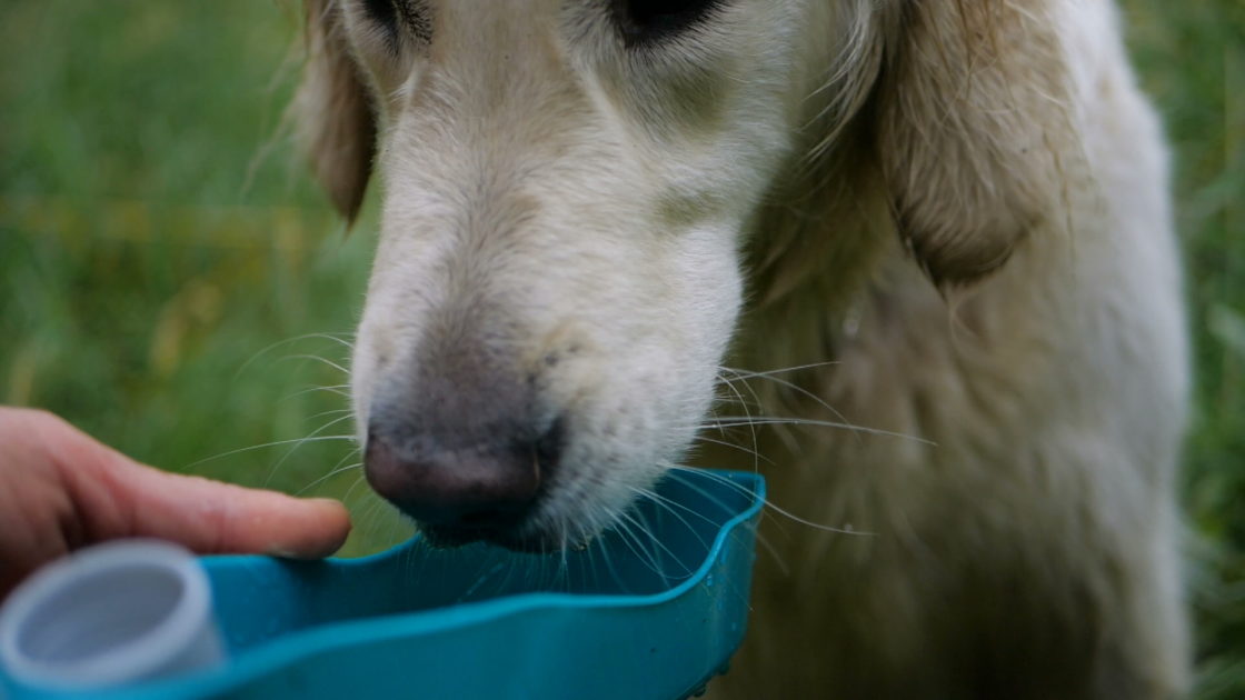 Trinkflasche für Hunde für unterwegs