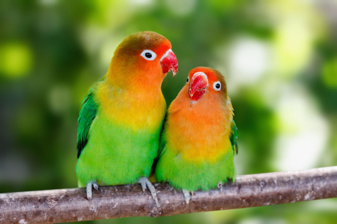 Lovebird, Unzertrennliche 