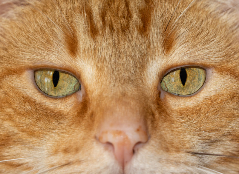 Pupillen bei Katzen: Pupillengröße und Verhaltenserkennung