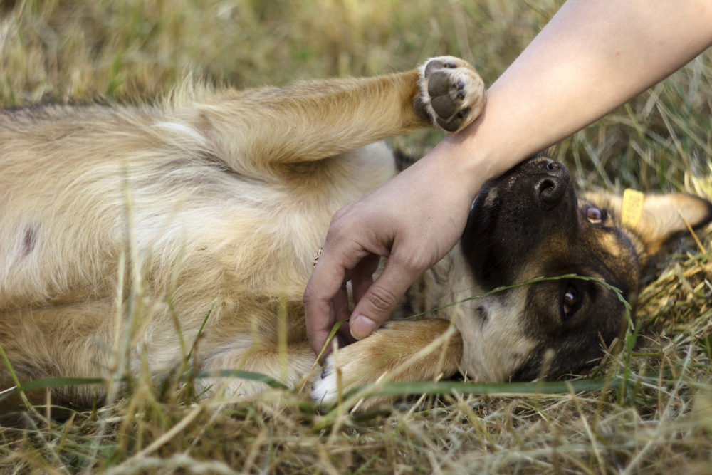 Aktive Unterwerfung beim Hund - Körpersignale verstehen 3 Unterwürfigkeit beim Hund