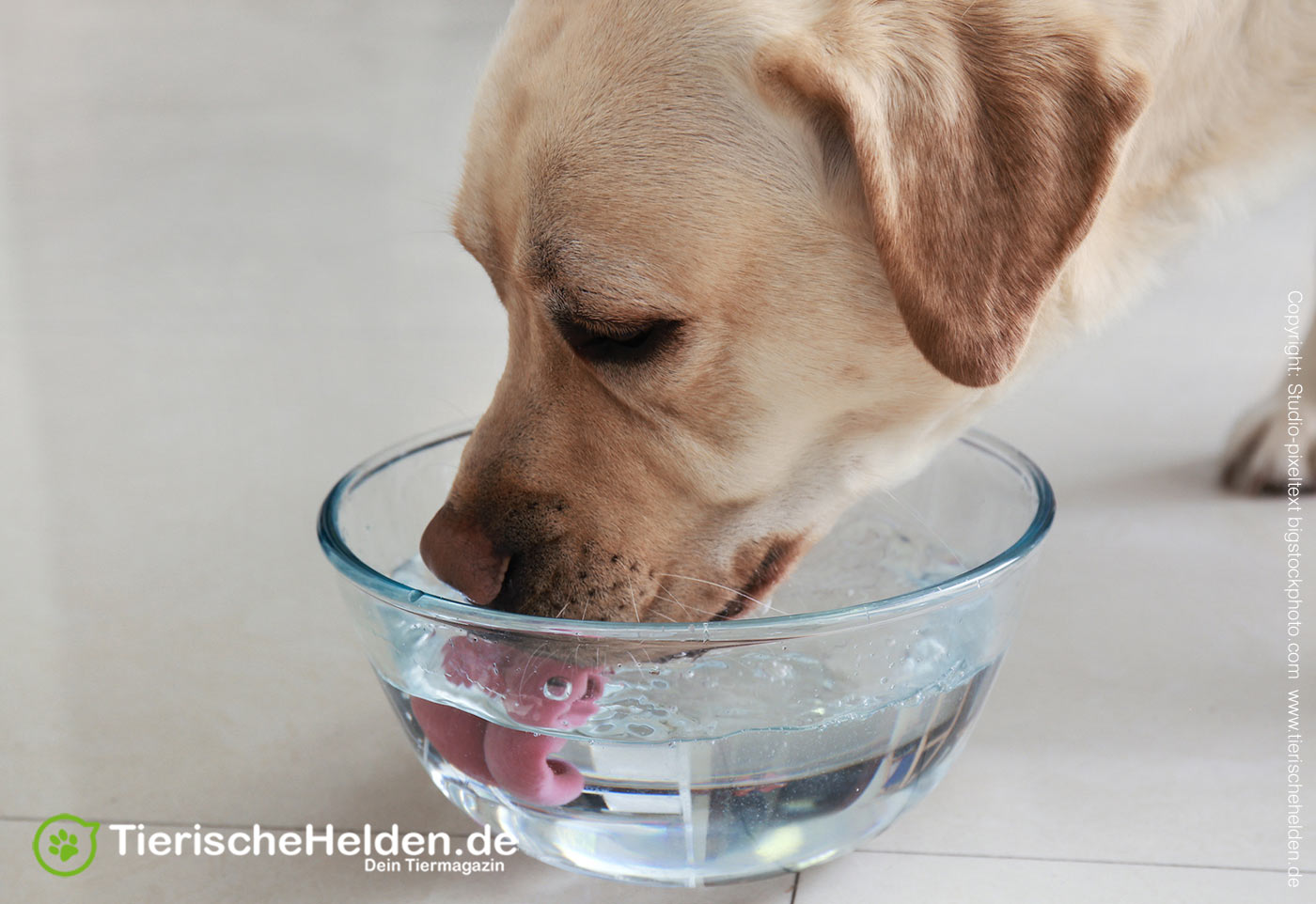 Wie viel Wasser braucht ein Hund?