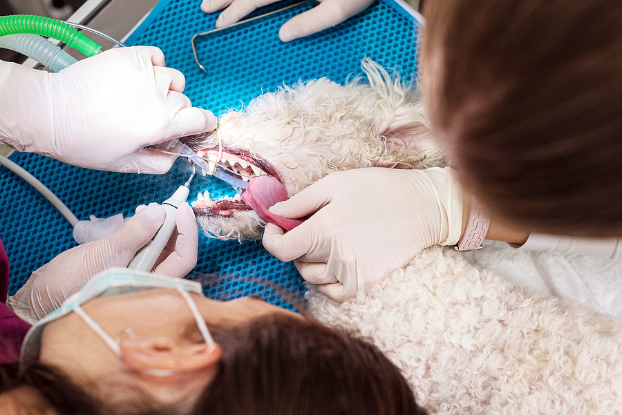 Zahnsteinbehandlung bei Katzen