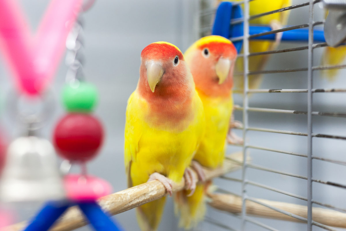 Die Unzertrennlichen (Vögel) Haltung & Pflege